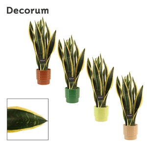 Sansevieria Black Gold 12 cm in Naemi (Natural bubble-collection