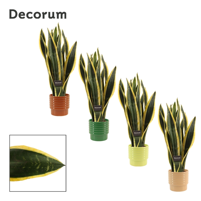 <h4>Sansevieria Black Gold 12 cm in Naemi (Natural bubble-collection</h4>