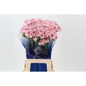 Dianthus ST 'Mariposa'