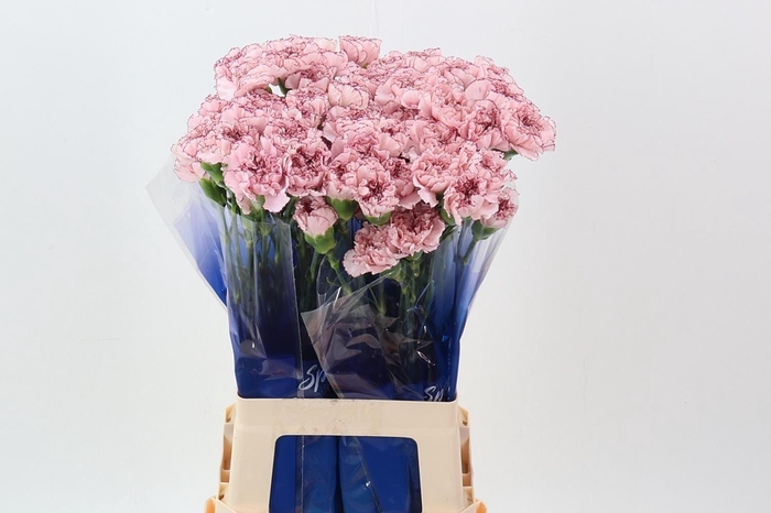 <h4>Dianthus ST 'Mariposa'</h4>