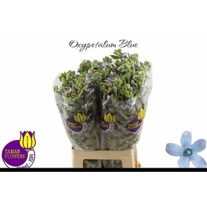 OXY CO TAN PURE BLU