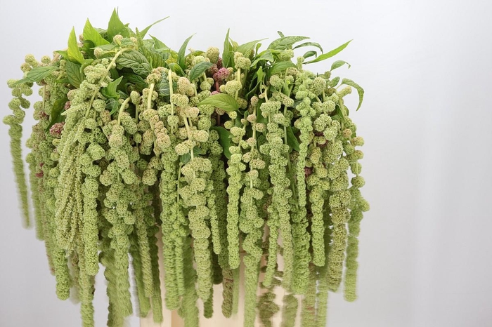 <h4>Amaranthus Caudatus Cycloop</h4>