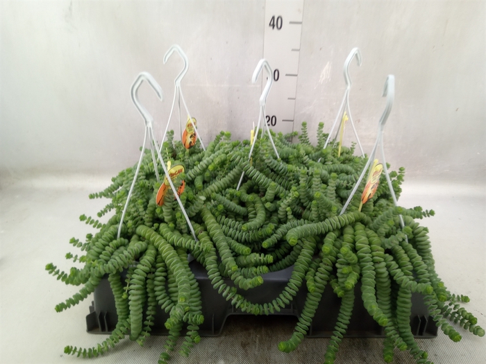 <h4>Crassula marnieriana</h4>