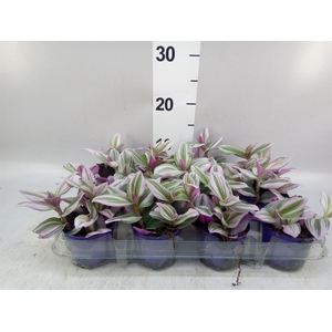 Tradescantia cerinth. 'Nanouk'