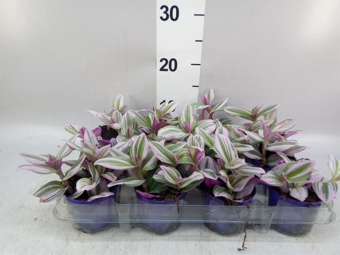 <h4>Tradescantia cerinth. 'Nanouk'</h4>
