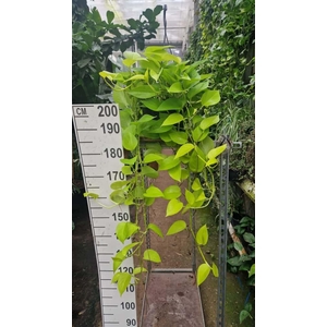 Epipremnum Golden Pothos hangplant XL