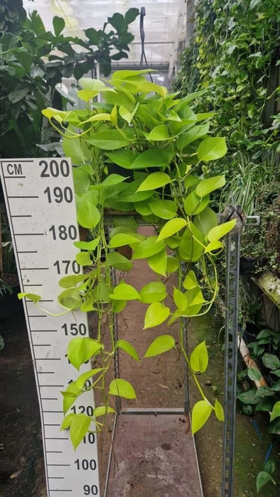 <h4>Epipremnum Golden Pothos hangplant XL</h4>