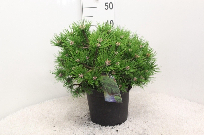 <h4>Pinus densiflora 'Low Glow' P26 potgedrukt</h4>