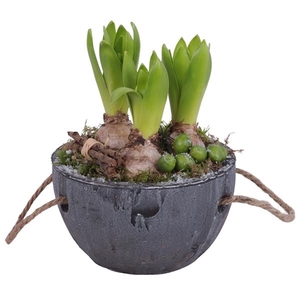 Winter Arr. Hyacint Ceramic Pot with Rope Handle Ø16 3PP