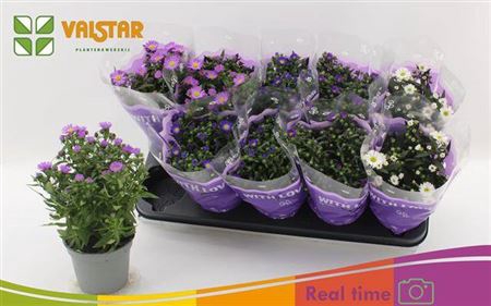 <h4>Aster Starletta Gem</h4>