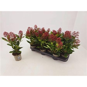 Skimmia Jap. Rubella 4 -5 Bloemen+