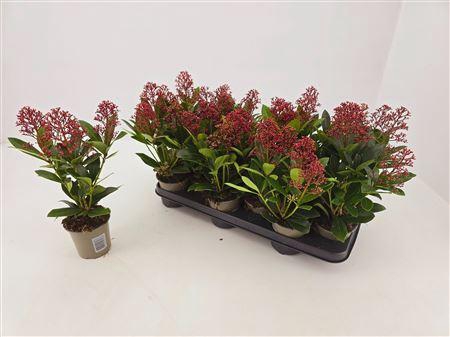<h4>Skimmia Jap. Rubella 4 -5 Bloemen+</h4>