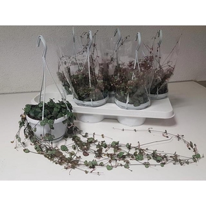 Ceropegia woodii 14Ø 65cm