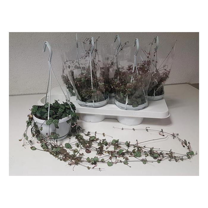 <h4>Ceropegia woodii 14Ø 65cm</h4>