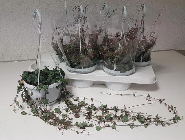 Ceropegia woodii 14Ø 65cm