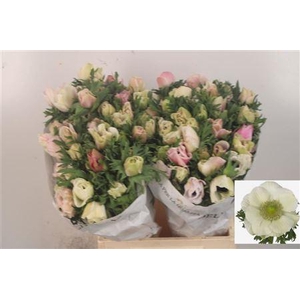 Anemone Mistral White ( Panda )