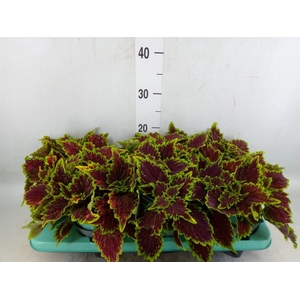 Plectranthus col. 'MSt Bourbon Str'