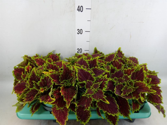 <h4>Plectranthus col. 'MSt Bourbon Str'</h4>