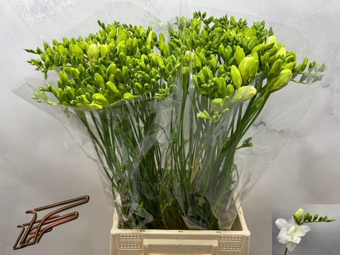 <h4>FR DU VOLANTE</h4>