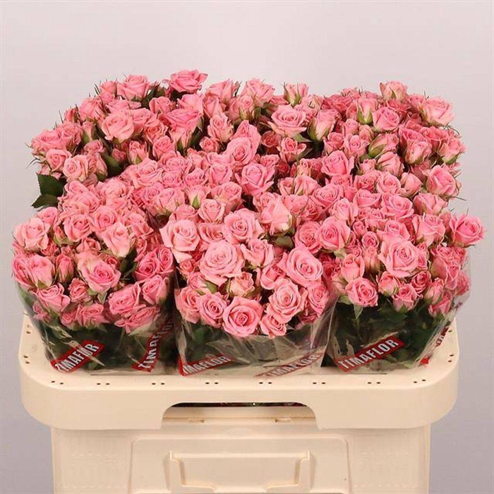 <h4>Rosa spray odilia</h4>