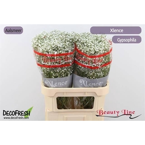 Gypsophila pan Xlence