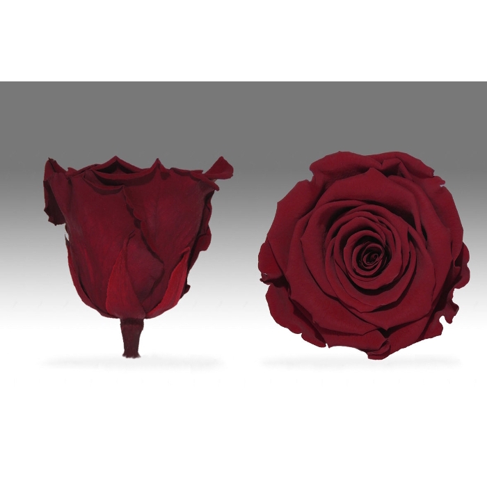 <h4>PRESERVED ROSES RED-01 XL</h4>