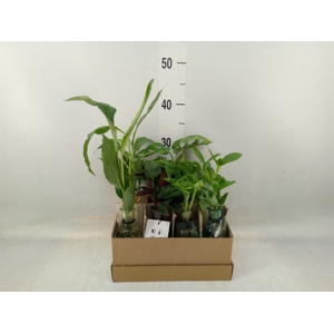 Planten  ..mix