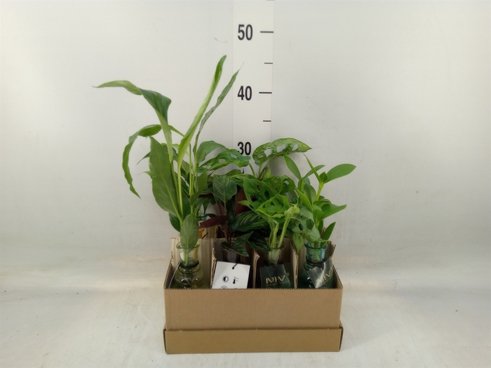 <h4>Planten  ..mix</h4>