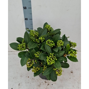 Veitchii 23cm 20+ tros