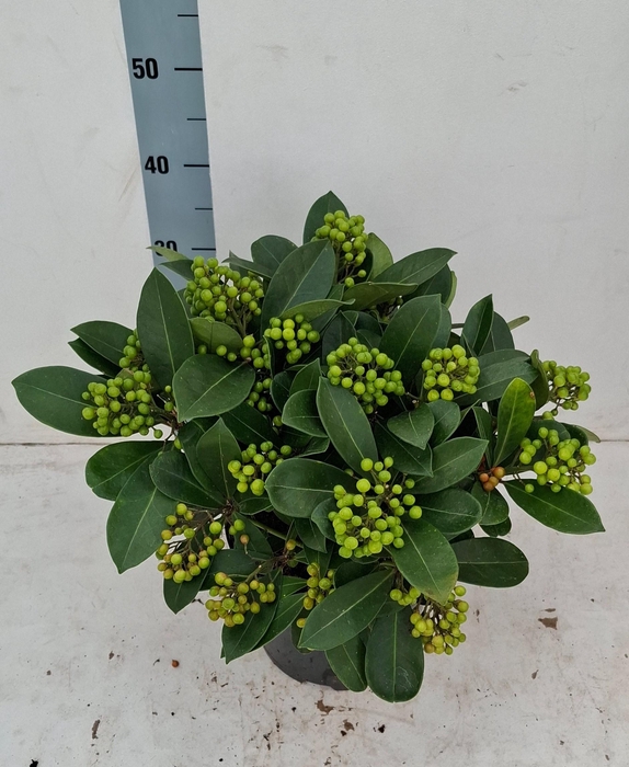 <h4>Veitchii 23cm 20+ tros</h4>