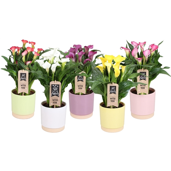 <h4>Zantedeschia gemengd Calla mix in Julia keramiek</h4>