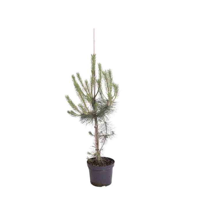 <h4>Pinus nigra var. nigra</h4>