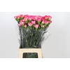 Dianthus St Spritz