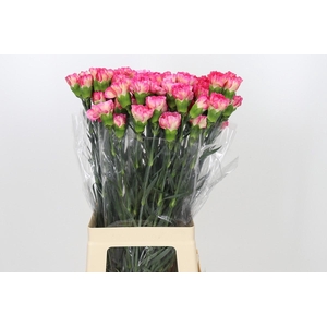 Dianthus St Spritz