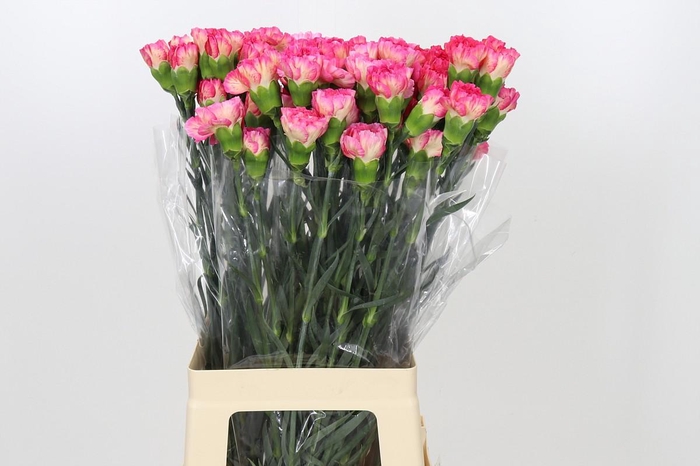 <h4>Dianthus St Spritz</h4>