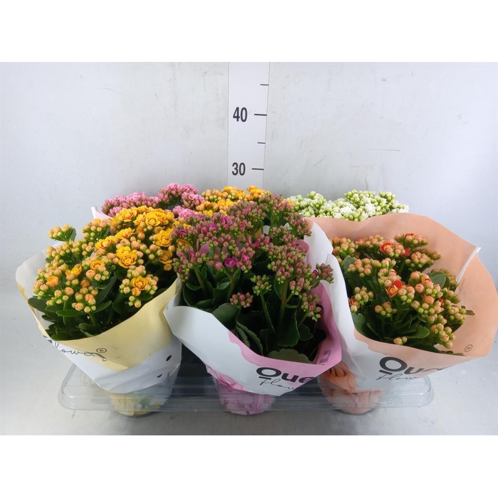 <h4>Kalanchoe blos.   ..rosebud mix GR</h4>
