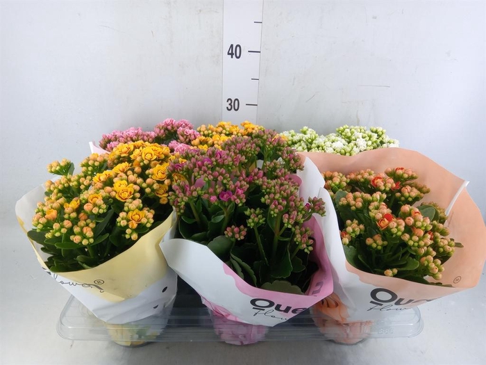 <h4>Kalanchoe blos.   ..rosebud mix GR</h4>