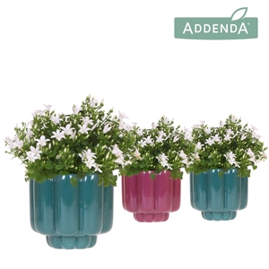 Campanula Addenda Ambella white in Retro pot green mix