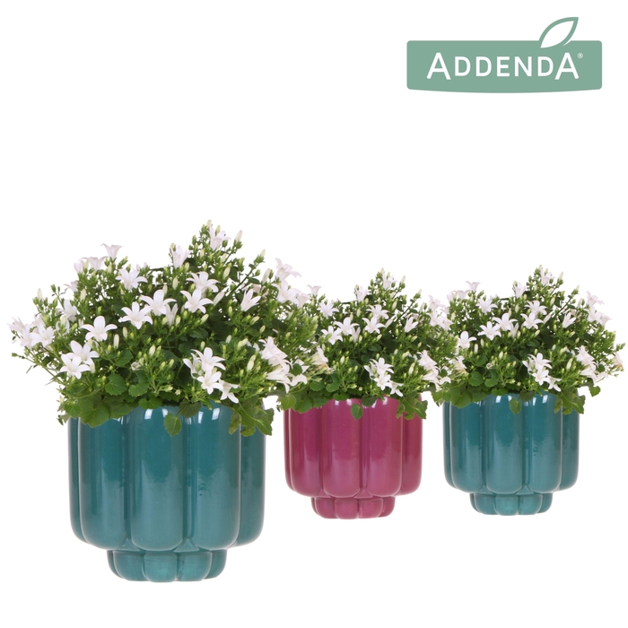 <h4>Campanula Addenda Ambella white in Retro pot green mix</h4>