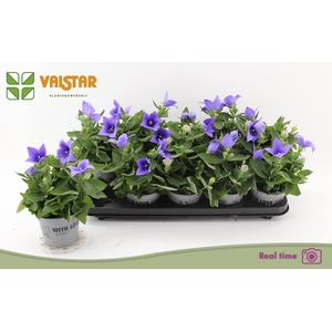 PLATYCO GR ASTRA BLU