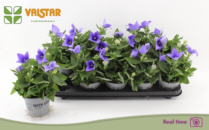 <h4>PLATYCO GR ASTRA BLU</h4>