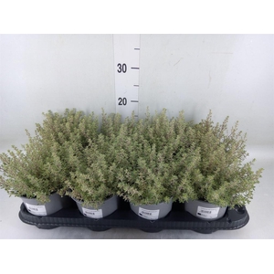 Thymus vulgaris 'Compactus'