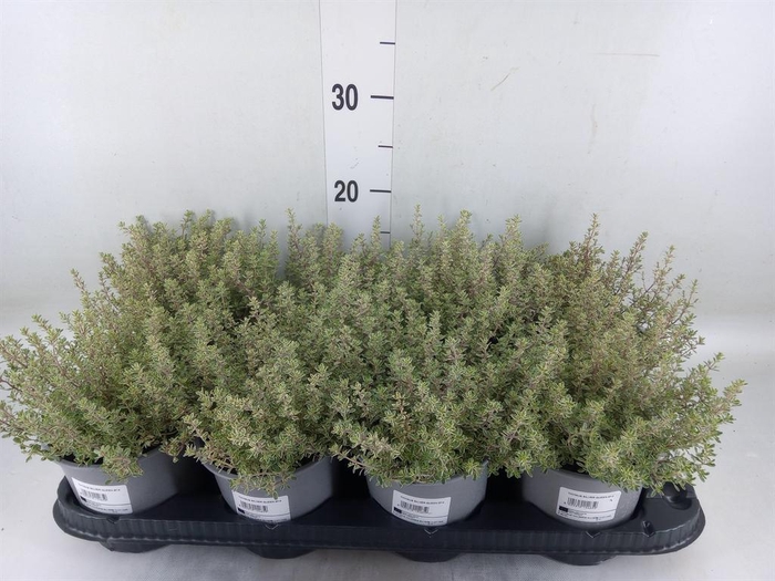 <h4>Thymus vulgaris 'Compactus'</h4>