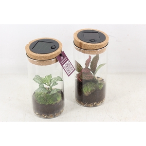 arr3 WR - Sirius M + LED