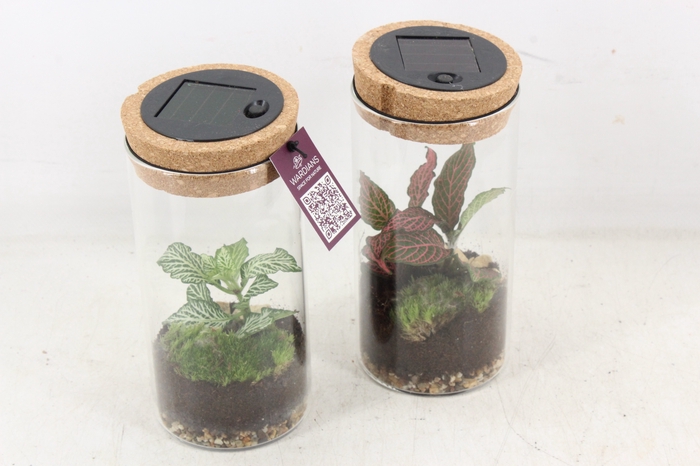 <h4>arr3 WR - Sirius M + LED</h4>