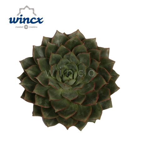 Echeveria Parva Cutflower Wincx-12cm