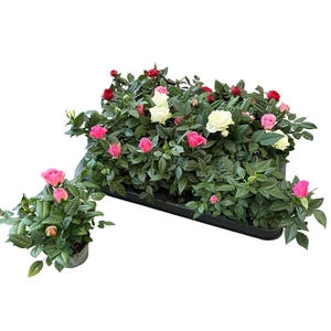 RO KORDANA GEM 4 SRT