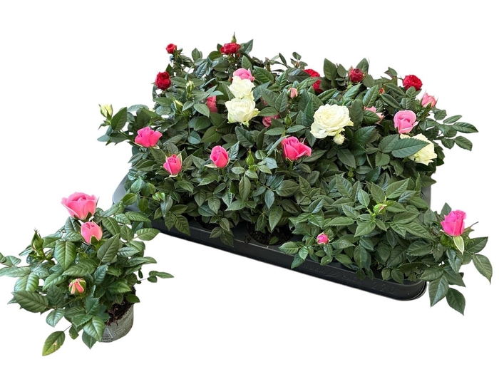 <h4>RO KORDANA GEM 4 SRT</h4>