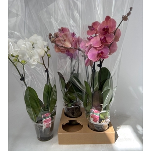 PHAL GEM