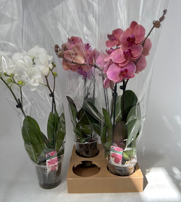 <h4>PHAL GEM</h4>